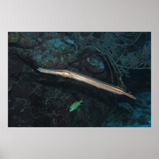 Trumpetvis Poster (Voorkant)