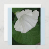 Trumpetvormige witte bloem kaart (Voorkant / Achterkant)