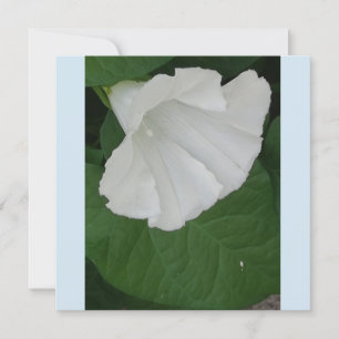 Trumpetvormige witte bloem kaart