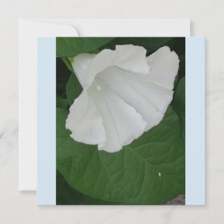 Trumpetvormige witte bloem kaart