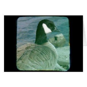 TTV Canada Goose