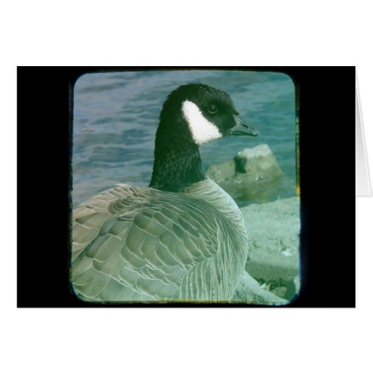 TTV Canada Goose (Devant horizontal)