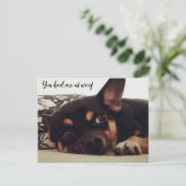 Tu m'as eu à woof. Carte postale Chihuahua. (Debout devant)