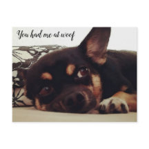 Tu m'as eu à woof. Carte postale Chihuahua.