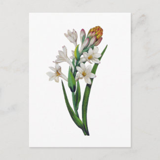 Tuberosa door Pierre Joseph Redoute Briefkaart