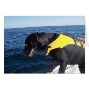 Tucker at Work Conservines Canines Labrador