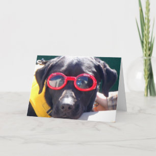 Tucker in Goggles Conservation Canines Labrador Kaart