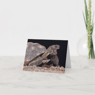 "Tucson Yawn" - Woestijnschildpad Kaart