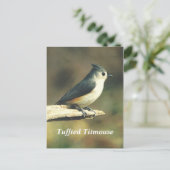 Tuffed Titmouse Briefkaart (Staand voorkant)