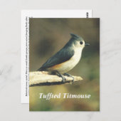 Tuffed Titmouse Briefkaart (Voorkant / Achterkant)