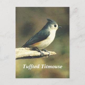 Tuffed Titmouse Briefkaart