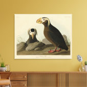 Tufted Auk (Puffin) - Amerikaanse vogels van Audub Canvas Afdruk (Insitu (Woonkamer))