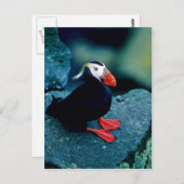 Tufted Puffin Briefkaart (Voorkant / Achterkant)