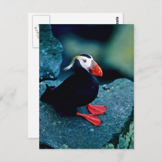 Tufted Puffin Briefkaart (Voorkant / Achterkant)
