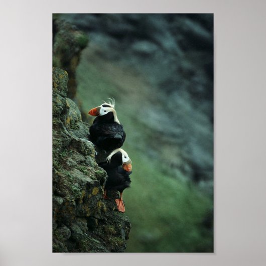 Tufted Puffin Pair Poster (Voorkant)