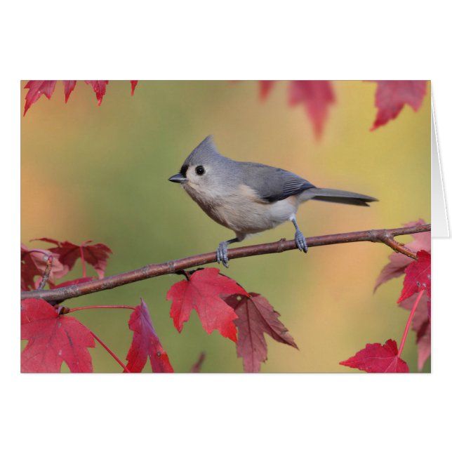 Tufted Titmice (Voorkant Horizontaal)