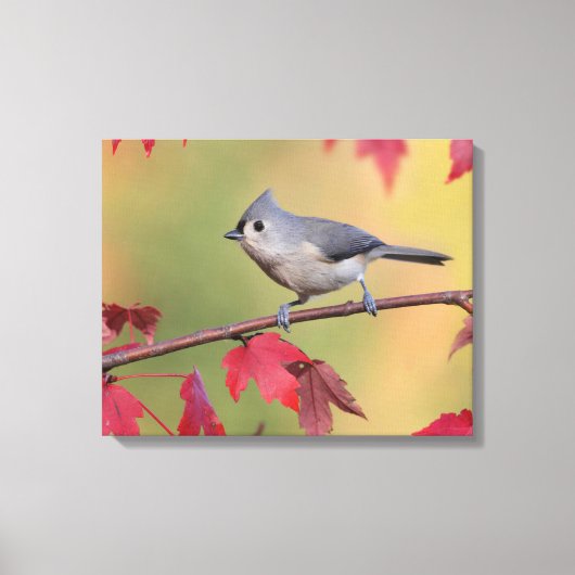 Tufted Titmice Canvas Afdruk (Voorkant)