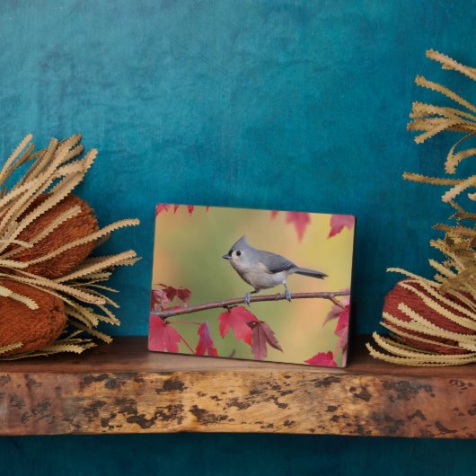 Tufted Titmice Fotoplaat (Zijkant)