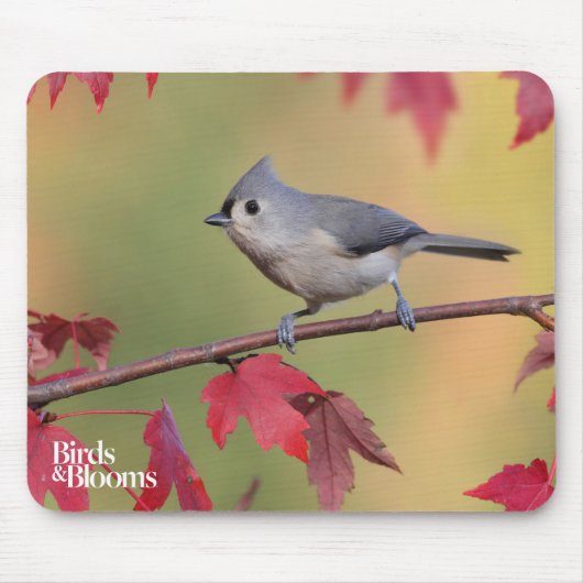 Tufted Titmice Muismat (Voorkant)