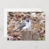 Tufted Titmouse Bird Briefkaart (Voorkant / Achterkant)