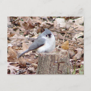 Tufted Titmouse Bird Briefkaart