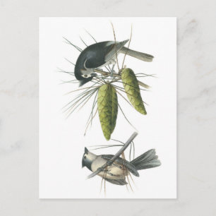 Tufted Titmouse by Audubon Briefkaart