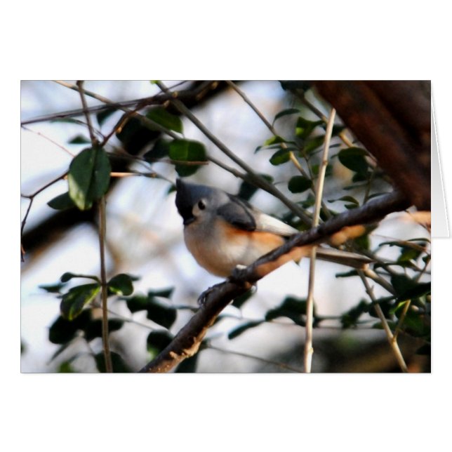 Tufted Titmouse Card (Voorkant Horizontaal)