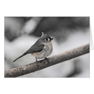 Tufted Titmouse Grey Day