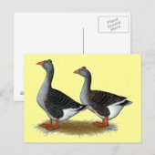 Tufted Toulouse Geese Briefkaart (Voorkant / Achterkant)