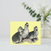 Tufted Toulouse Goslings Briefkaart (Staand voorkant)