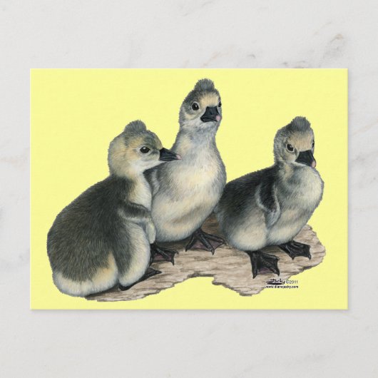 Tufted Toulouse Goslings Briefkaart (Voorkant)