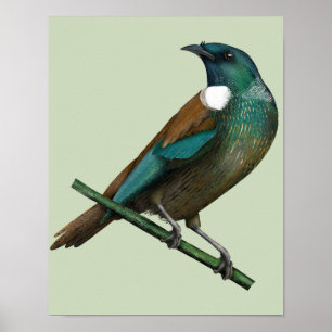 Tui Nieuw-Zeelands Vogel Poster