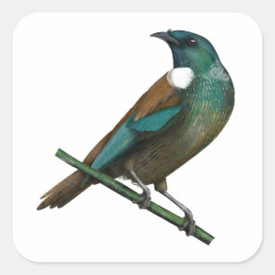 Tui Nieuw-Zeelands Vogel Vierkante Sticker