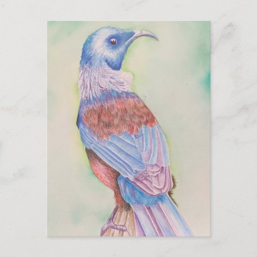 Tui - postcard briefkaart (Voorkant)