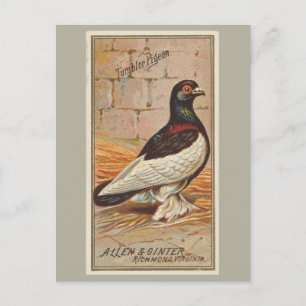 tuimelaar briefkaart