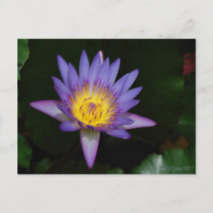 tuin der eden briefkaart