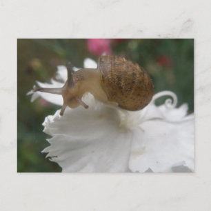 Tuin slak en witte anjer Briefkaart