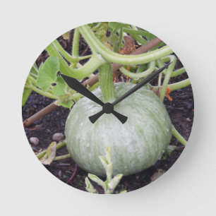 Tuin: Teelt van pompoen Ronde Klok