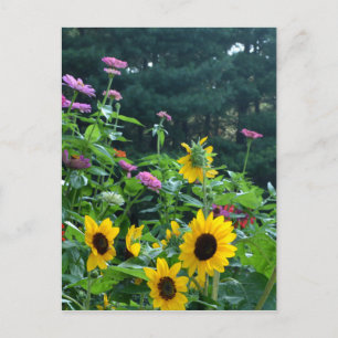 Tuin uitzicht, madeliefjes, cosmos, zonnebloemen briefkaart