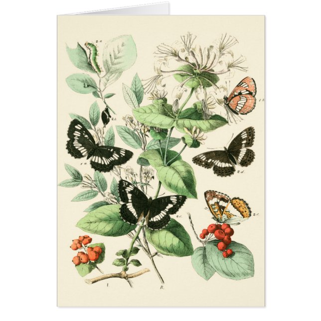 Tuin van Butterflies en Flowers (Voorkant)