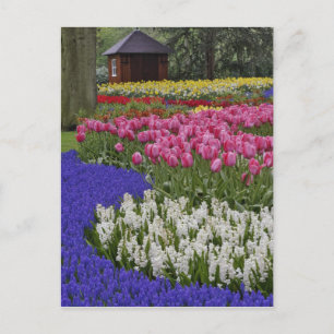 Tuin van druifhyacint, hyacint en tulpen, briefkaart