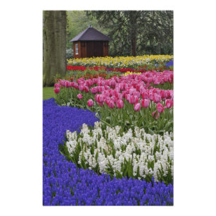 Tuin van druifhyacint, hyacint en tulpen, foto afdruk