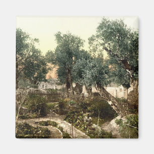 tuin van Gethsemane Jeruzalem Israel 1890 Magneet