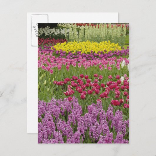 tuin van tulpen, daffodils en hyacinth briefkaart (Voorkant / Achterkant)