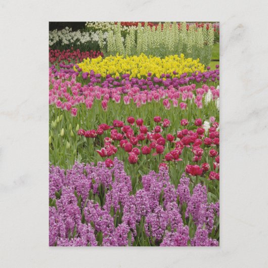 tuin van tulpen, daffodils en hyacinth briefkaart (Voorkant)