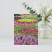 tuin van tulpen, daffodils en hyacinth briefkaart (Staand voorkant)
