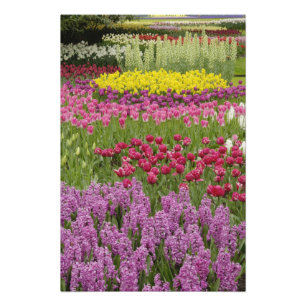 Tuin van tulpen, narcissen en hyacint foto afdruk