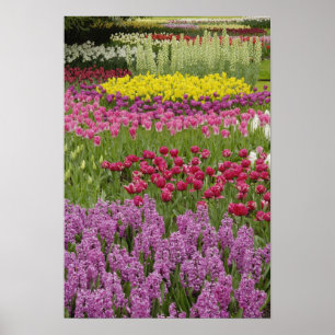 Tuin van tulpen, narcissen en hyacint poster