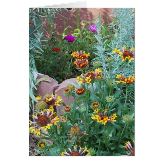 TUIN VARIËTEIT (Voorkant)