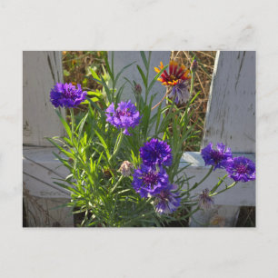 Tuinbloemen Briefkaart
